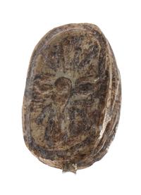 An Egyptian Steatite Scarab