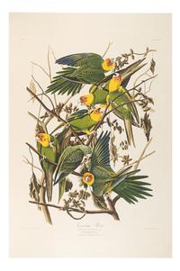 AUDUBON, John James (1785-1851). Audubon's Fifty Best from the Original Havell Engravings of the Birds of America...the Field Museum . Chicago: Oppenheimer Editions, 1999.
