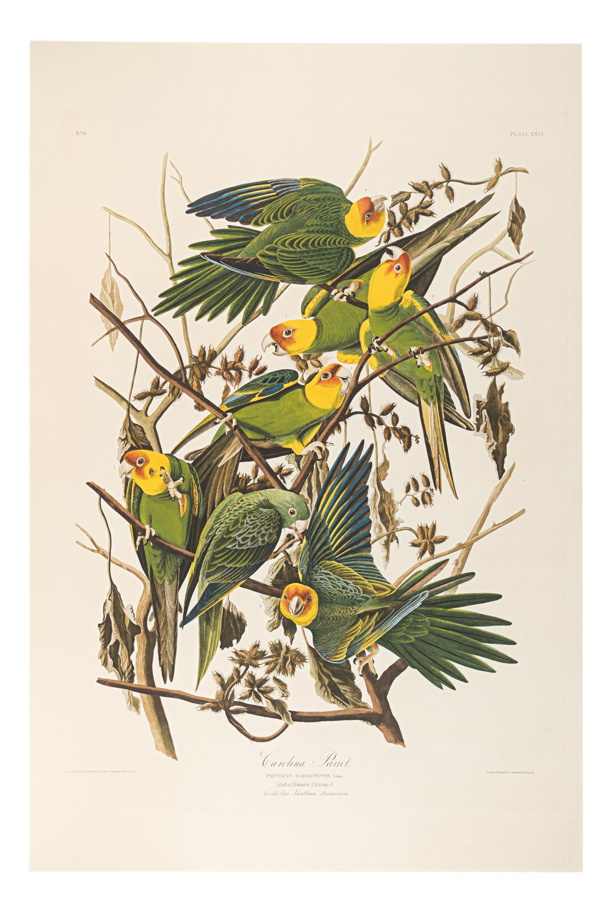 AUDUBON, John James (1785-1851). Audubon's Fifty Best from the Original Havell Engravings of the Birds of America...the Field Museum . Chicago: Oppenheimer Editions, 1999.
