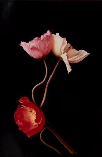 Three Poppies One and Spectrum of Five Poppies One (Pair of Works)