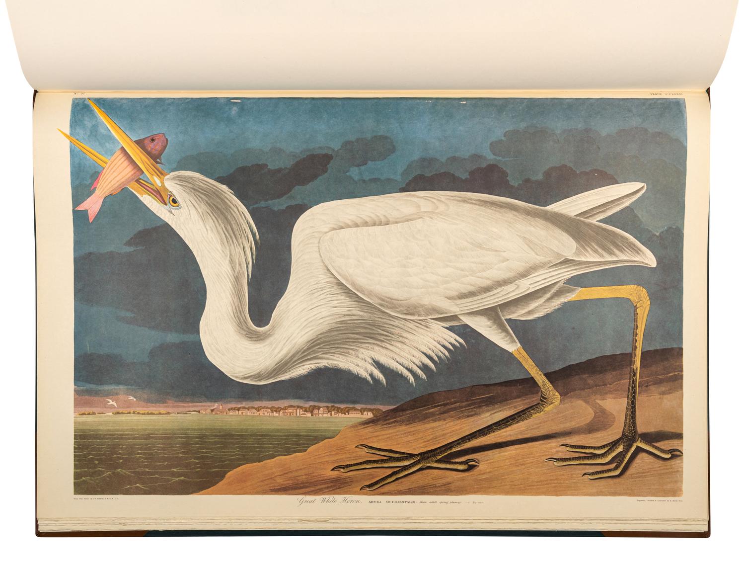 AUDUBON, John James (1785-1851). The Birds of America . New York and Amsterdam: Johnson Reprint Co. & Theatrum Orbis Terrarum [i.e. Nico Israel], 1971-1972.