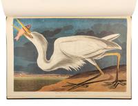 AUDUBON, John James (1785-1851). The Birds of America . New York and Amsterdam: Johnson Reprint Co. & Theatrum Orbis Terrarum [i.e. Nico Israel], 1971-1972.
