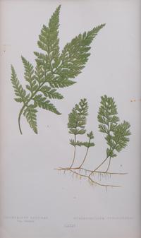 A Group of Eight Fern Botanical Engravings After Thomas Moore — EARLY 20TH CENTURY