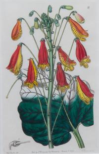 A Collection of Handcolored Botanical Engravings Height of largest frame 16 1/4 x width 19 1/4 inches.