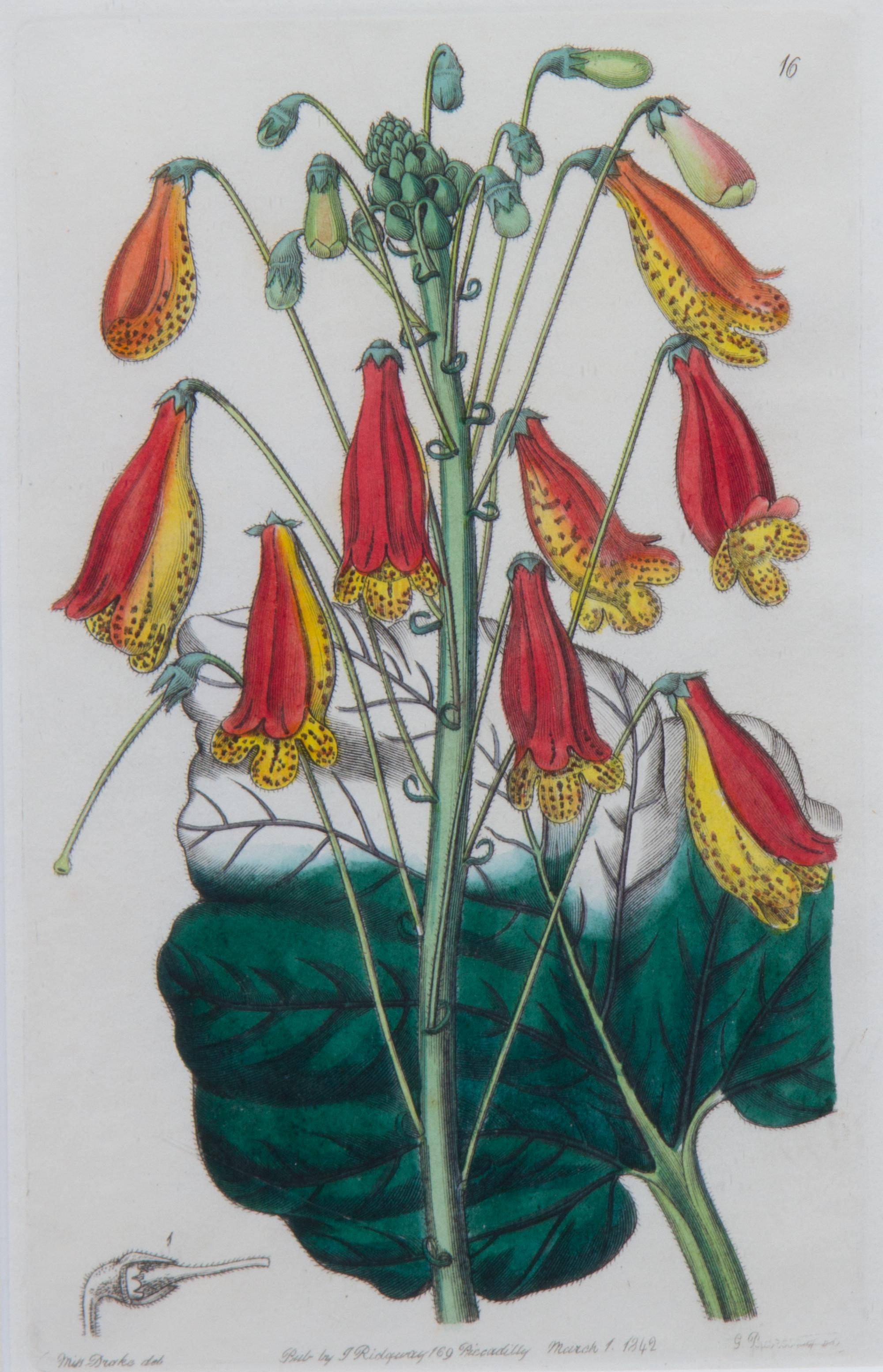A Collection of Handcolored Botanical Engravings Height of largest frame 16 1/4 x width 19 1/4 inches.