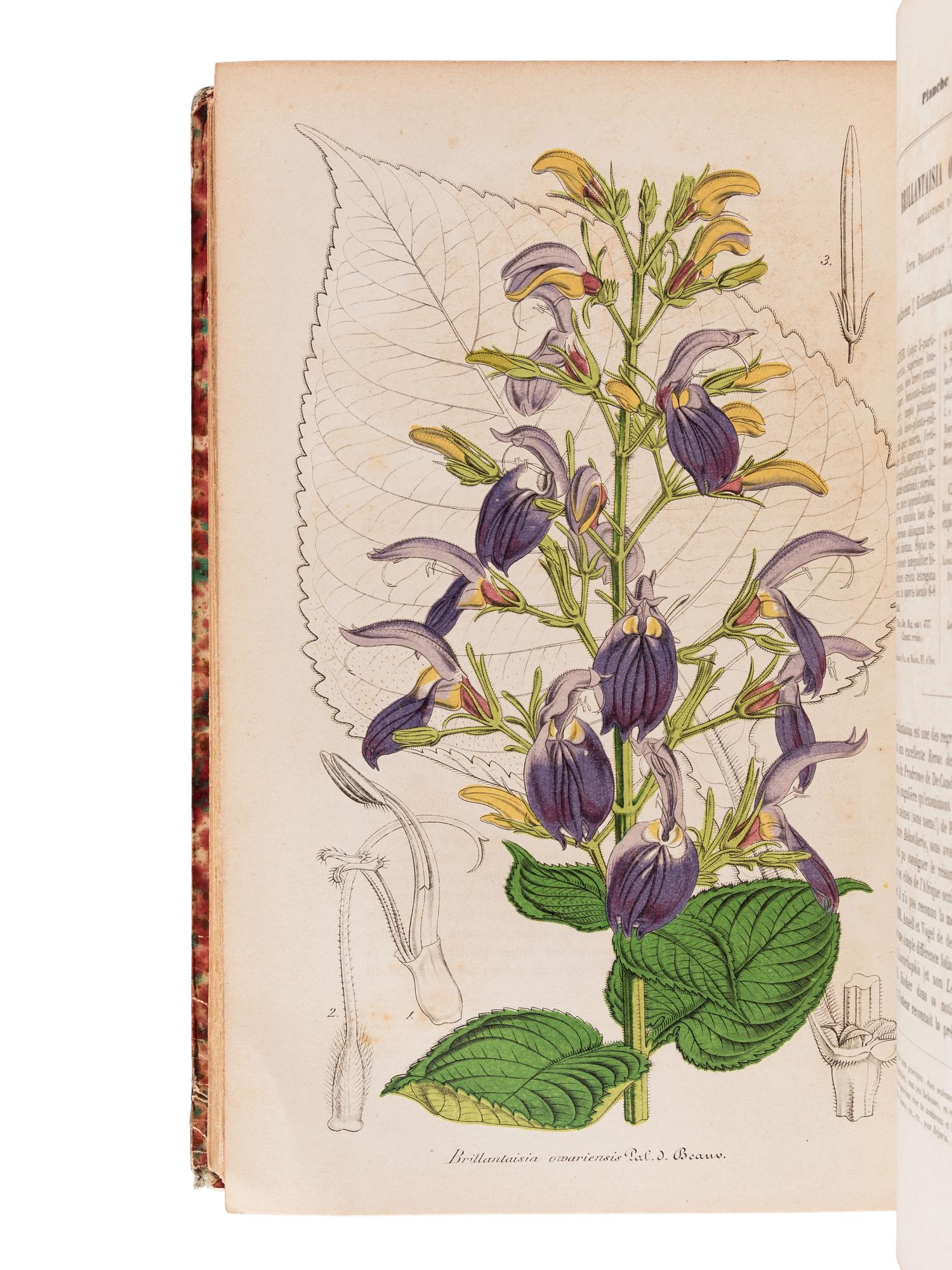 LEMAIRE, Charles (1800-1871). Le Jardin Fleuriste, journal général des progrès et des intérèts horticoles et botaniques . Ghent: F. & E. Gyselinck, 1851-1854.