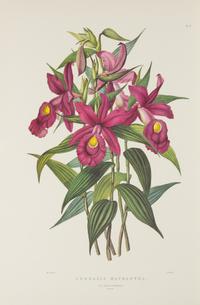 BATEMAN, James (1811-1897)