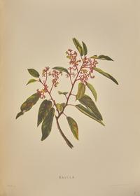 [Natural History] Sinclair, Isabella. Indigenous Flowers of the Hawaiian Islands