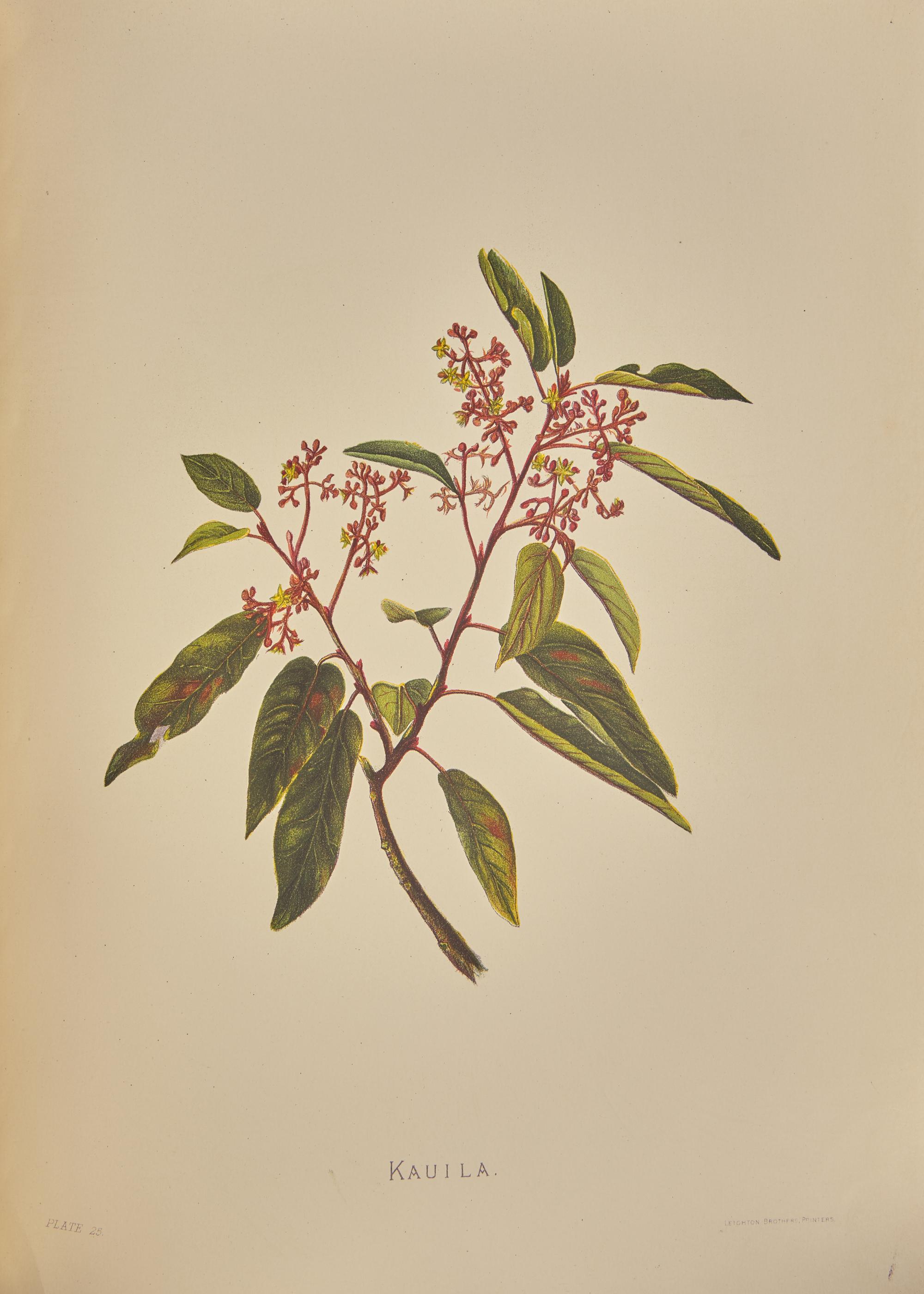 [Natural History] Sinclair, Isabella. Indigenous Flowers of the Hawaiian Islands