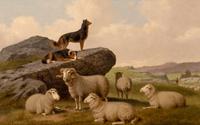 Watching the Flock