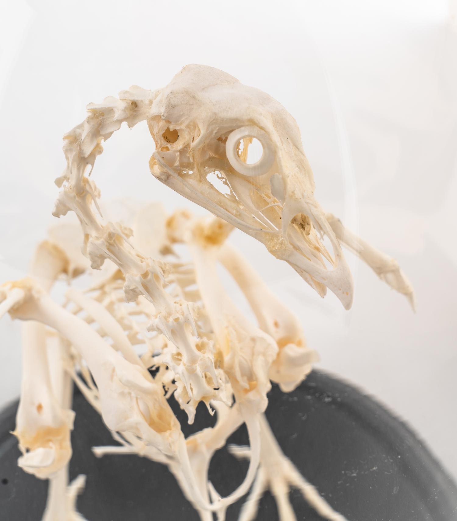 An Assortment of Taxidermy Articles