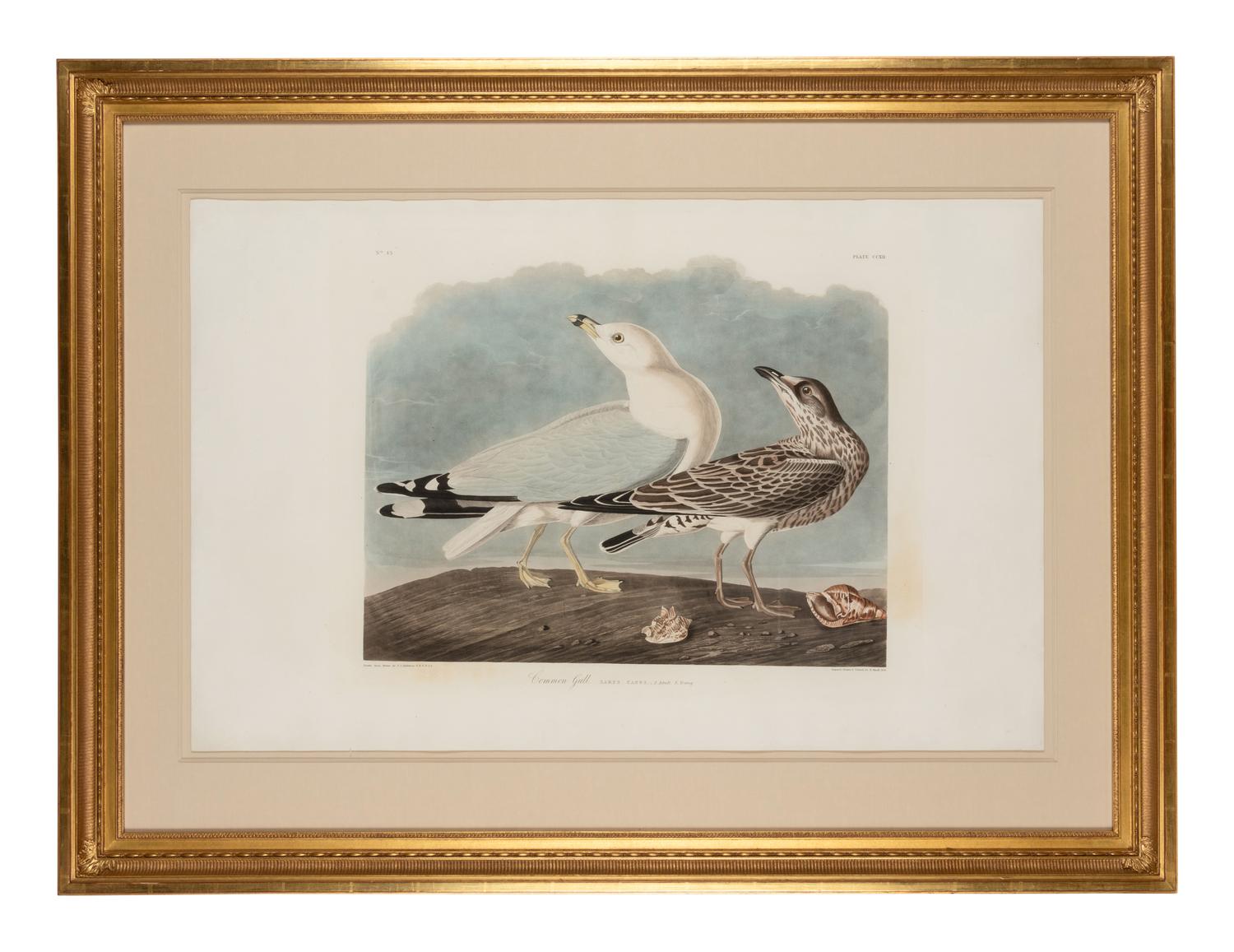 AUDUBON, John James (1785-1851)