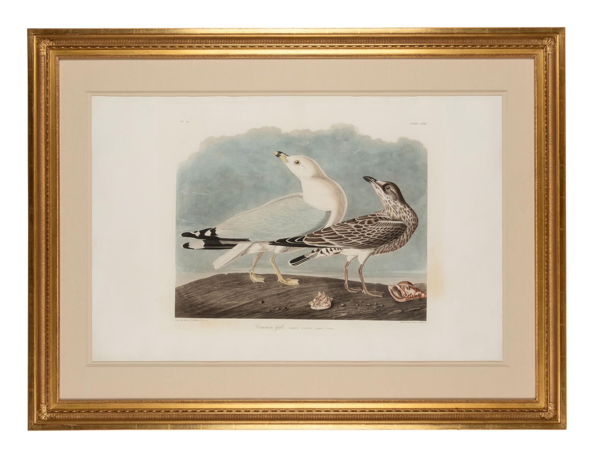 AUDUBON, John James (1785-1851)