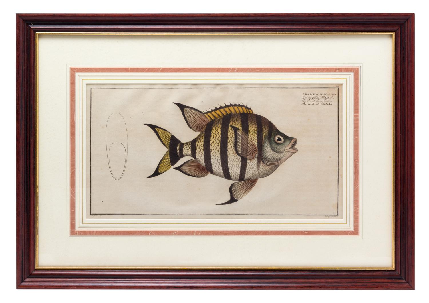 Four German Handcolored Fish Engravings 7 3/4 x 14 inches. — 18TH CENTURY