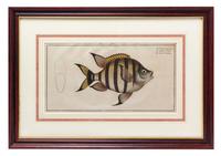 Four German Handcolored Fish Engravings 7 3/4 x 14 inches. — 18TH CENTURY