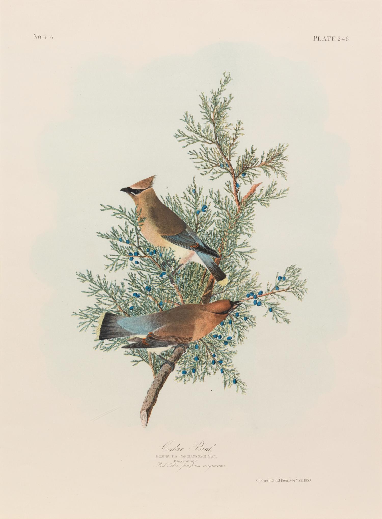 After John James Audubon (American, 1785-1851)