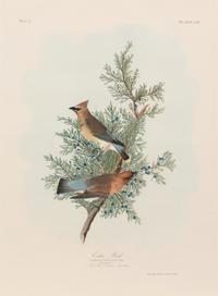 After John James Audubon (American, 1785-1851)