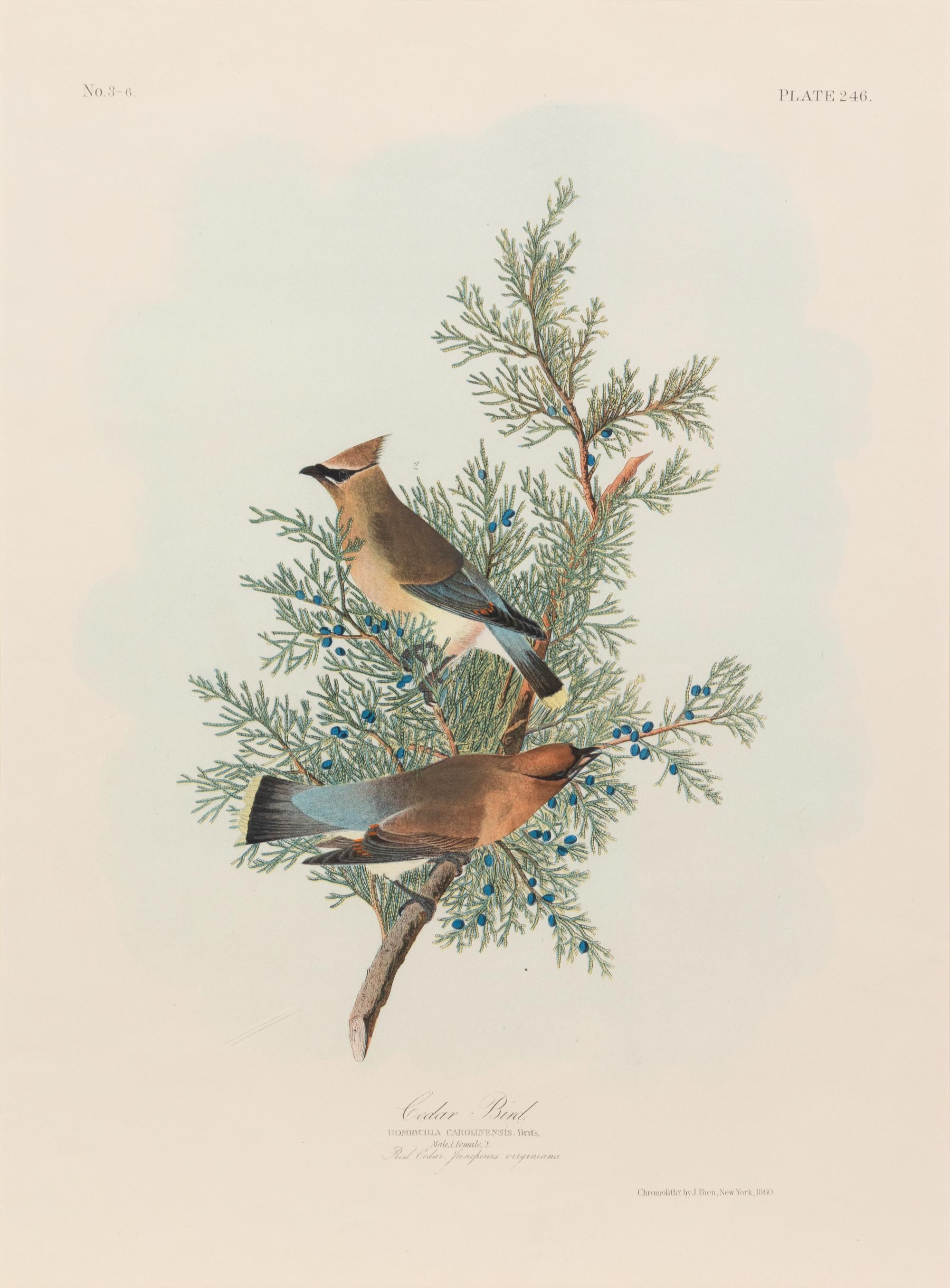 After John James Audubon (American, 1785-1851)
