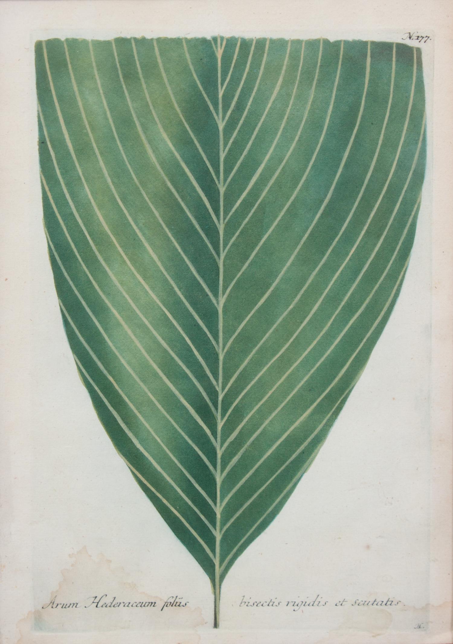 A Botanical Engraving 12 5/8 x 8 3/8 inches.