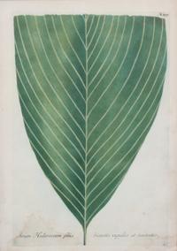 A Botanical Engraving 12 5/8 x 8 3/8 inches.