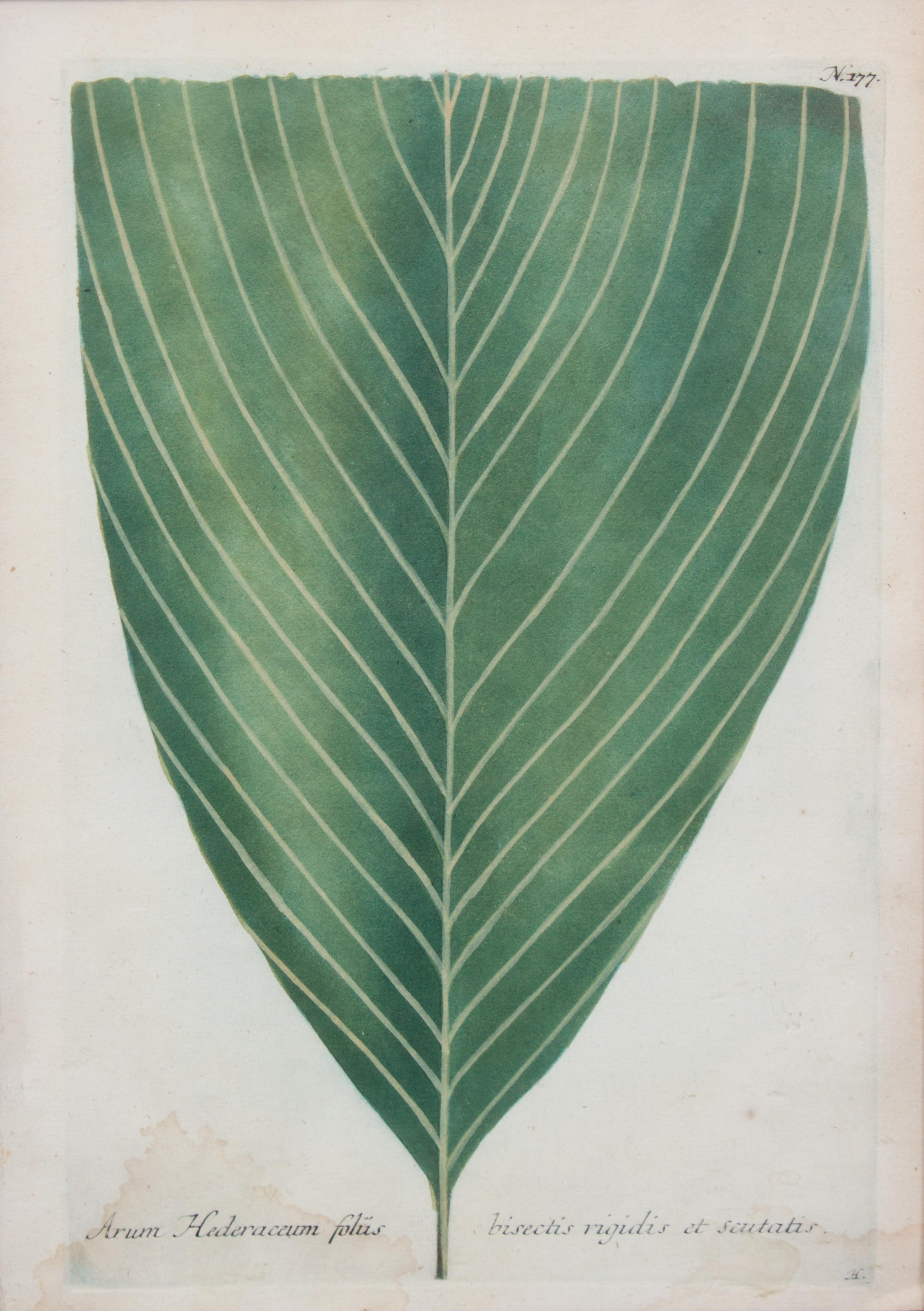 A Botanical Engraving 12 5/8 x 8 3/8 inches.