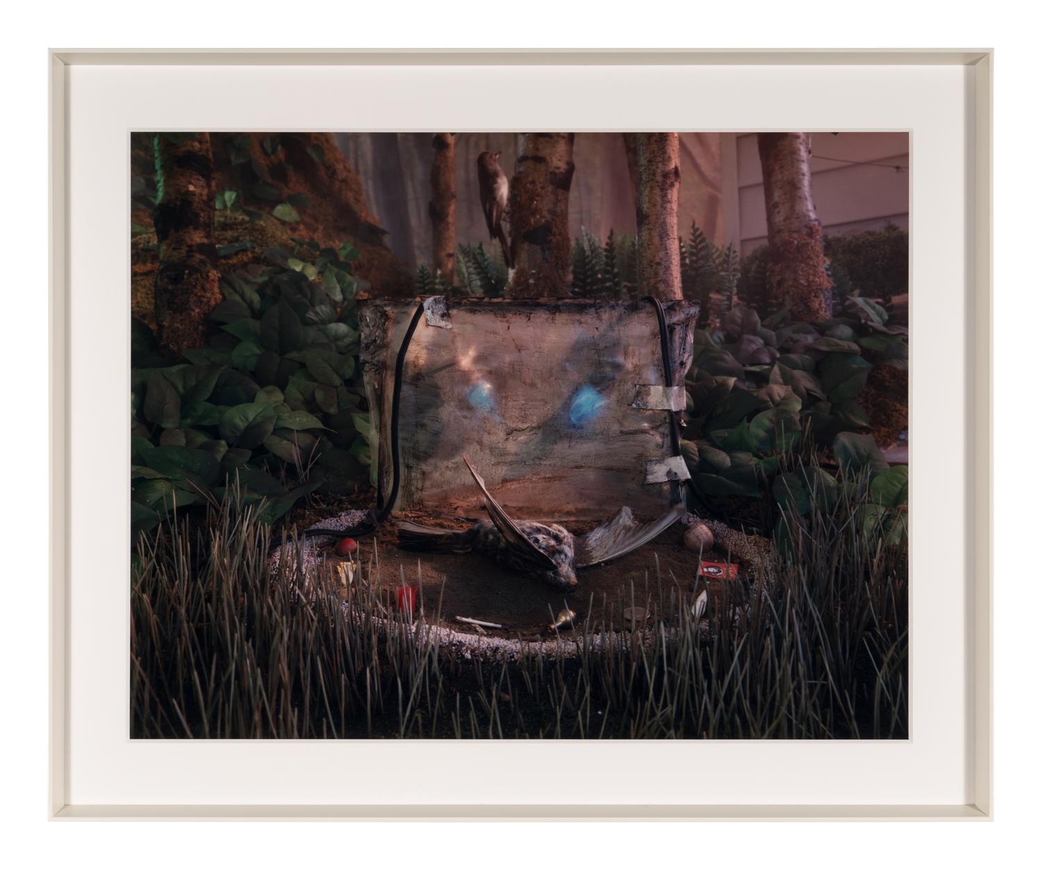 Untitled (from Natural Wonder Series) , 1992