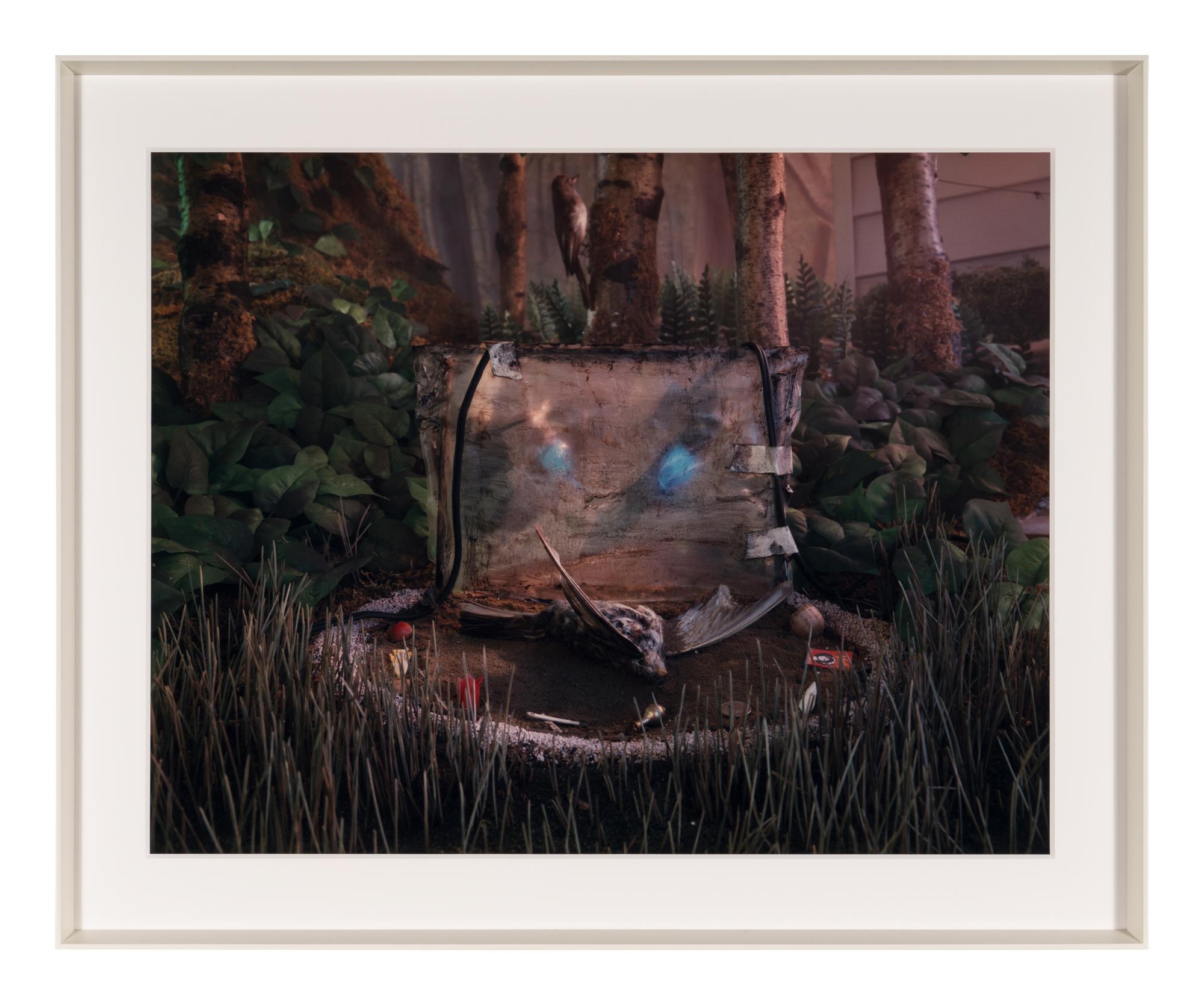 Untitled (from Natural Wonder Series) , 1992