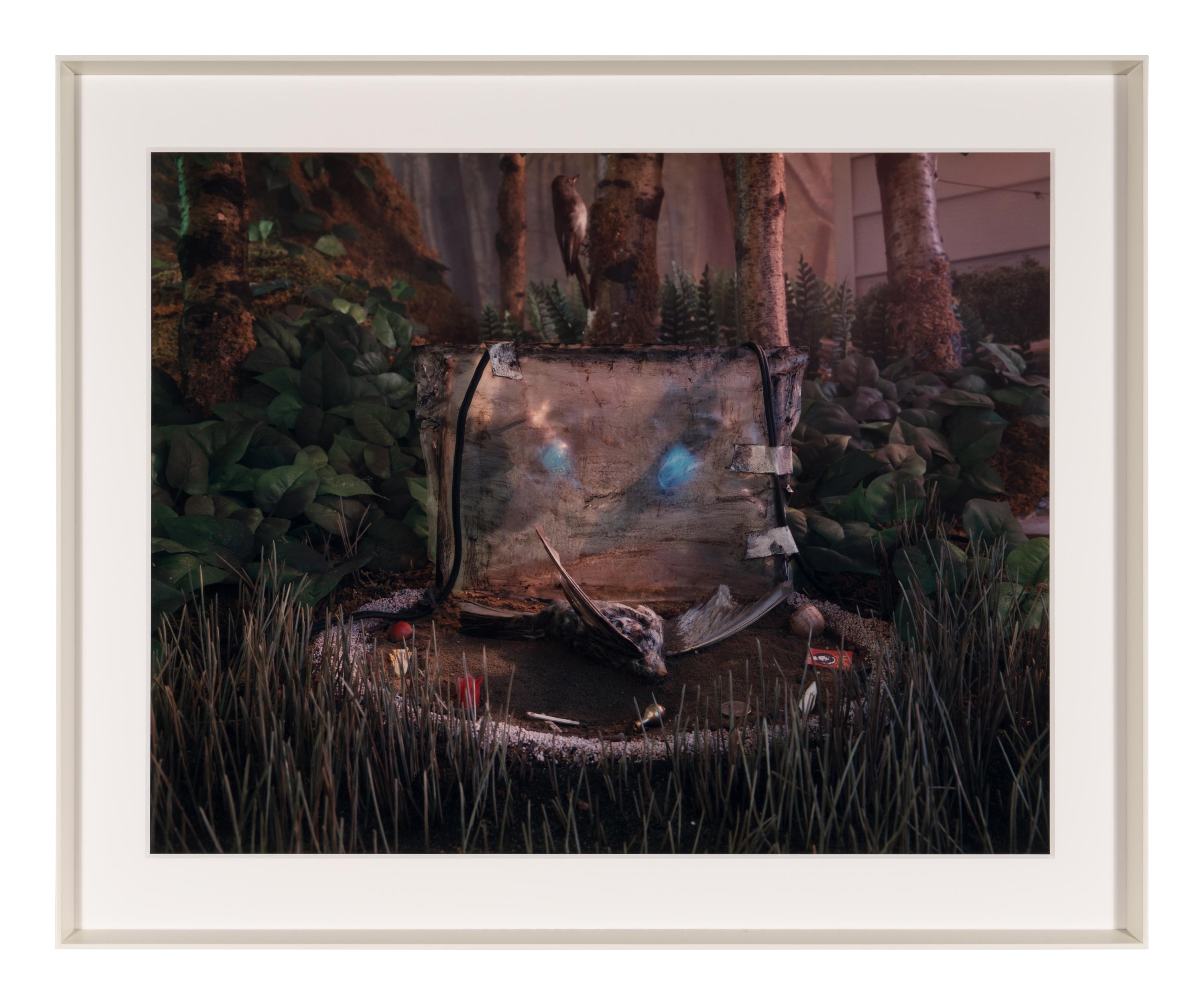 Untitled (from Natural Wonder Series) , 1992
