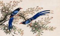 A Set of Twelve Chinese Export Watercolor and Pith Paintings of Exotic Birds