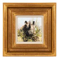Rhino Study