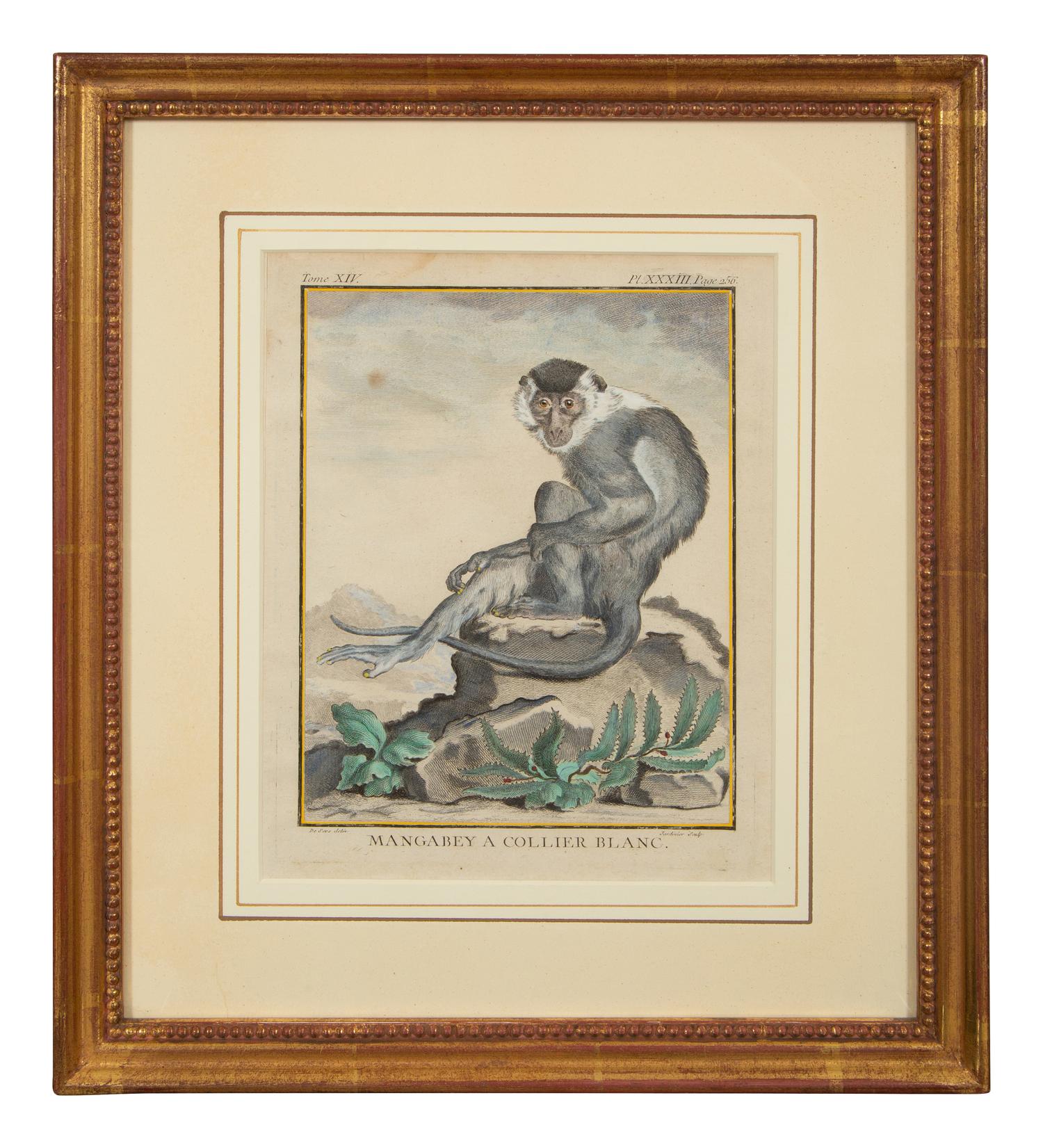 Four Framed Copper Plate Engravings from Le Comte de Buffon, Quadrupeds from Histoire Naturelle