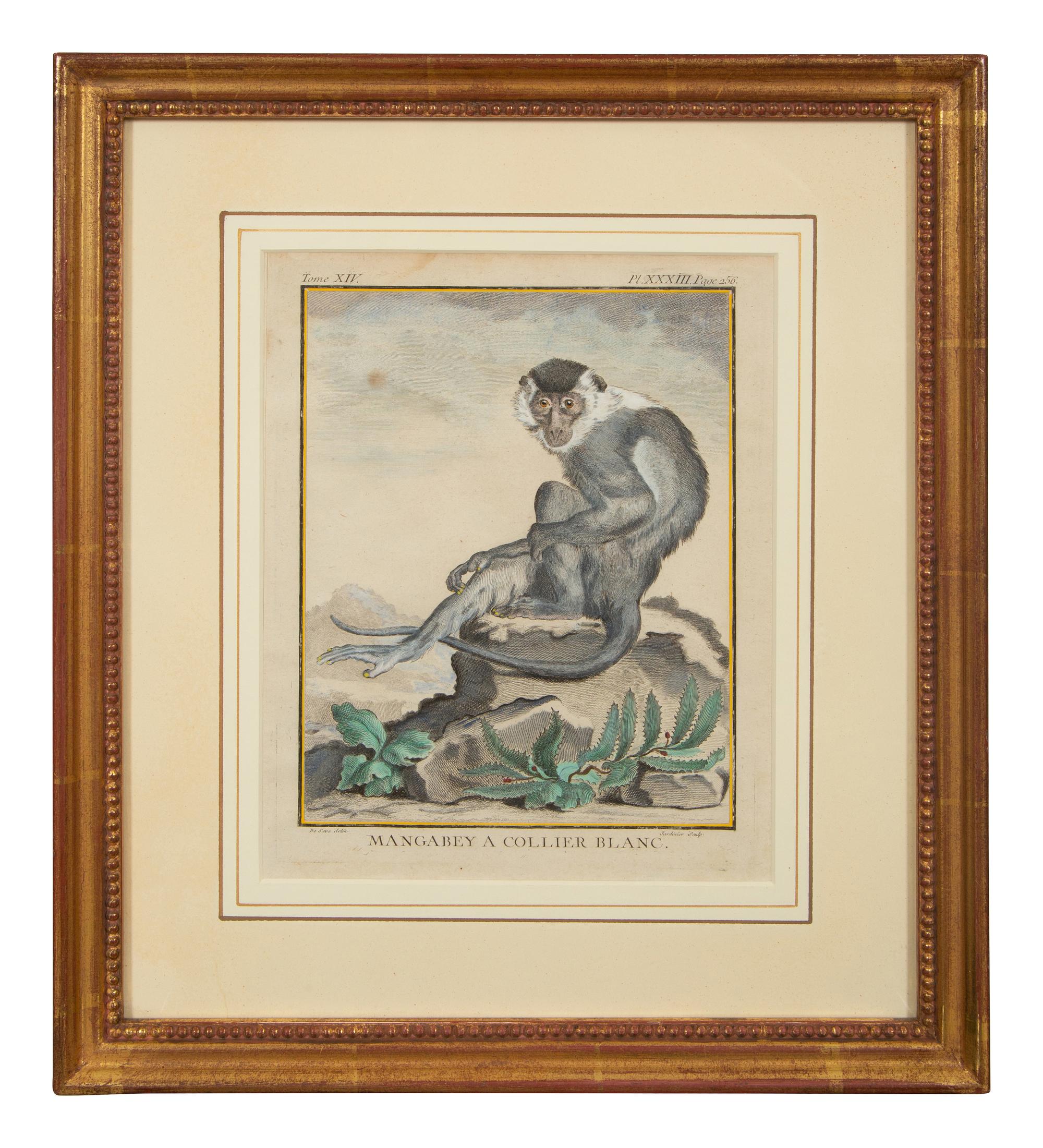 Four Framed Copper Plate Engravings from Le Comte de Buffon, Quadrupeds from Histoire Naturelle