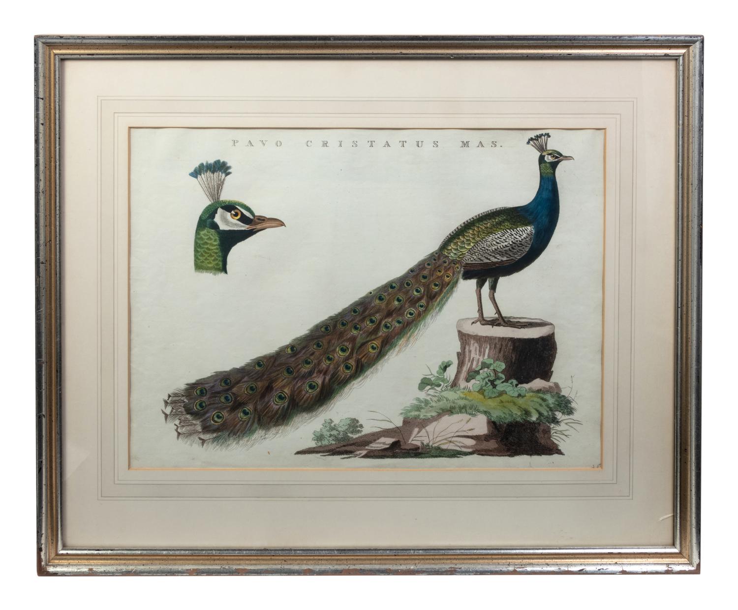 A Continental Hand-Colored Engraving