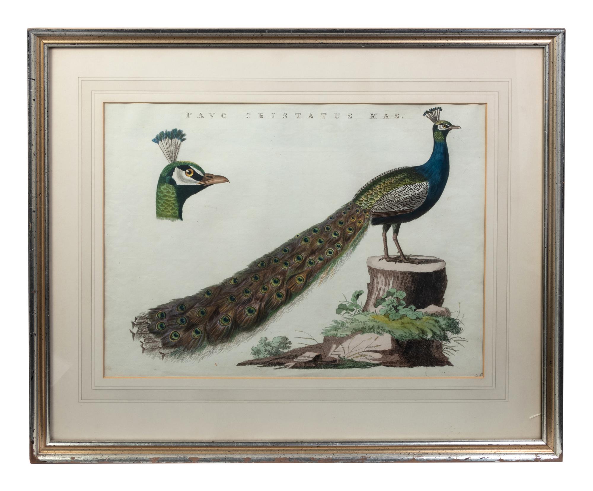 A Continental Hand-Colored Engraving