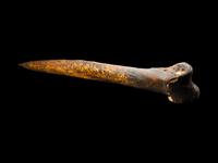 An Iatmul Carved Cassowary Bone Dagger