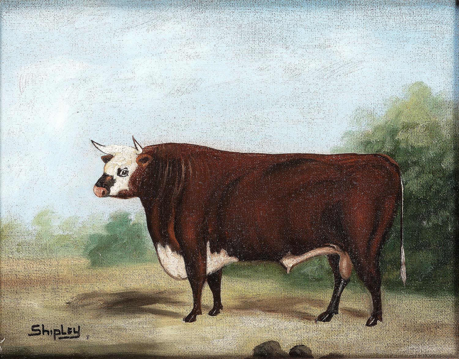 A Pair of Bovine Portraits