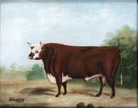 A Pair of Bovine Portraits