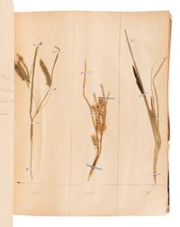 [SPECIMEN ALBUM - HERBARIUM]. DUPOUX, Jacques. "Cahier de Botanique a Dupoux Jacques." Collected 1895-1896.