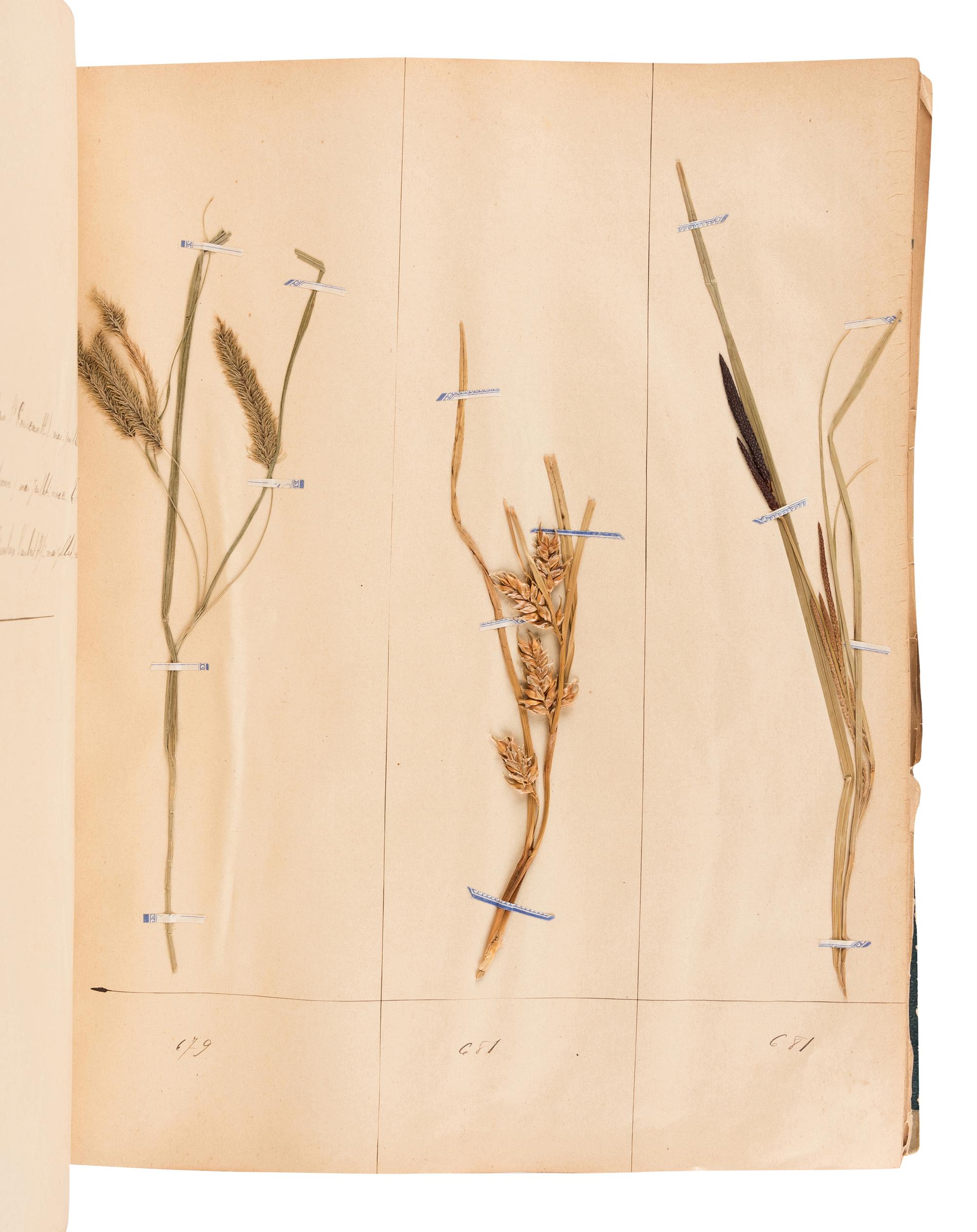 [SPECIMEN ALBUM - HERBARIUM]. DUPOUX, Jacques. "Cahier de Botanique a Dupoux Jacques." Collected 1895-1896.
