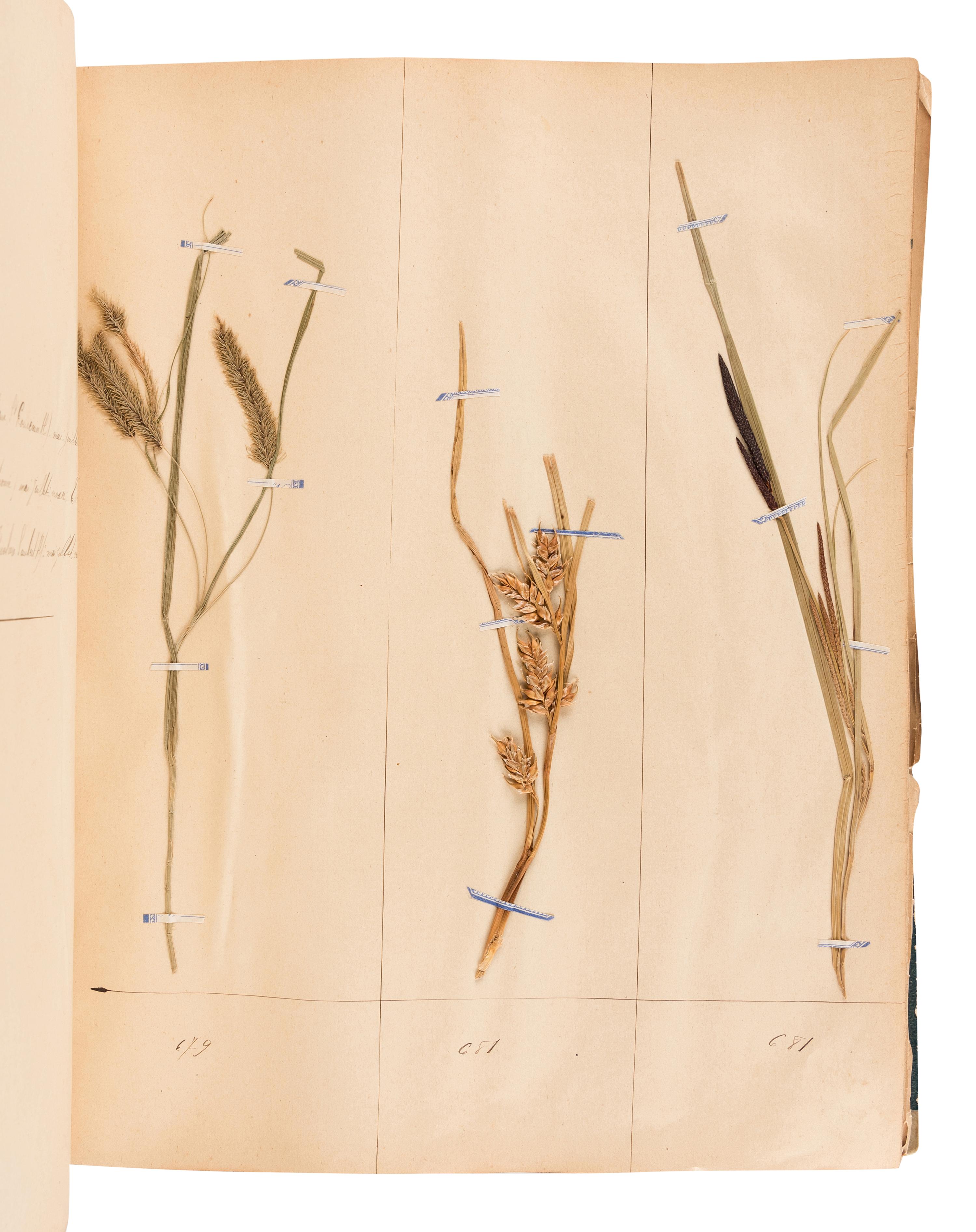 [SPECIMEN ALBUM - HERBARIUM]. DUPOUX, Jacques. "Cahier de Botanique a Dupoux Jacques." Collected 1895-1896.