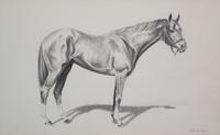 Nineteen Equestrian Prints