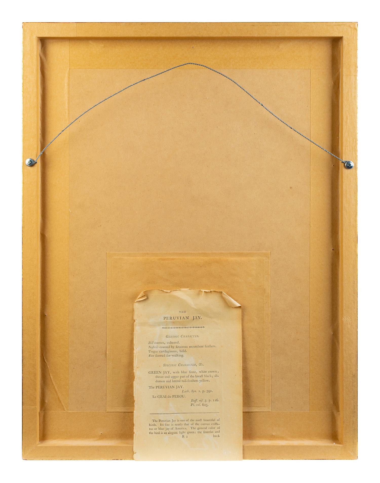 A Set of Four Hand-Colored Orinithological Engravings After Frederick Nodder — 19TH CENTURY