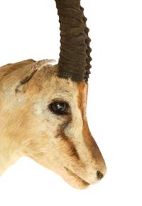 A Taxidermy Springbok Shoulder Mount