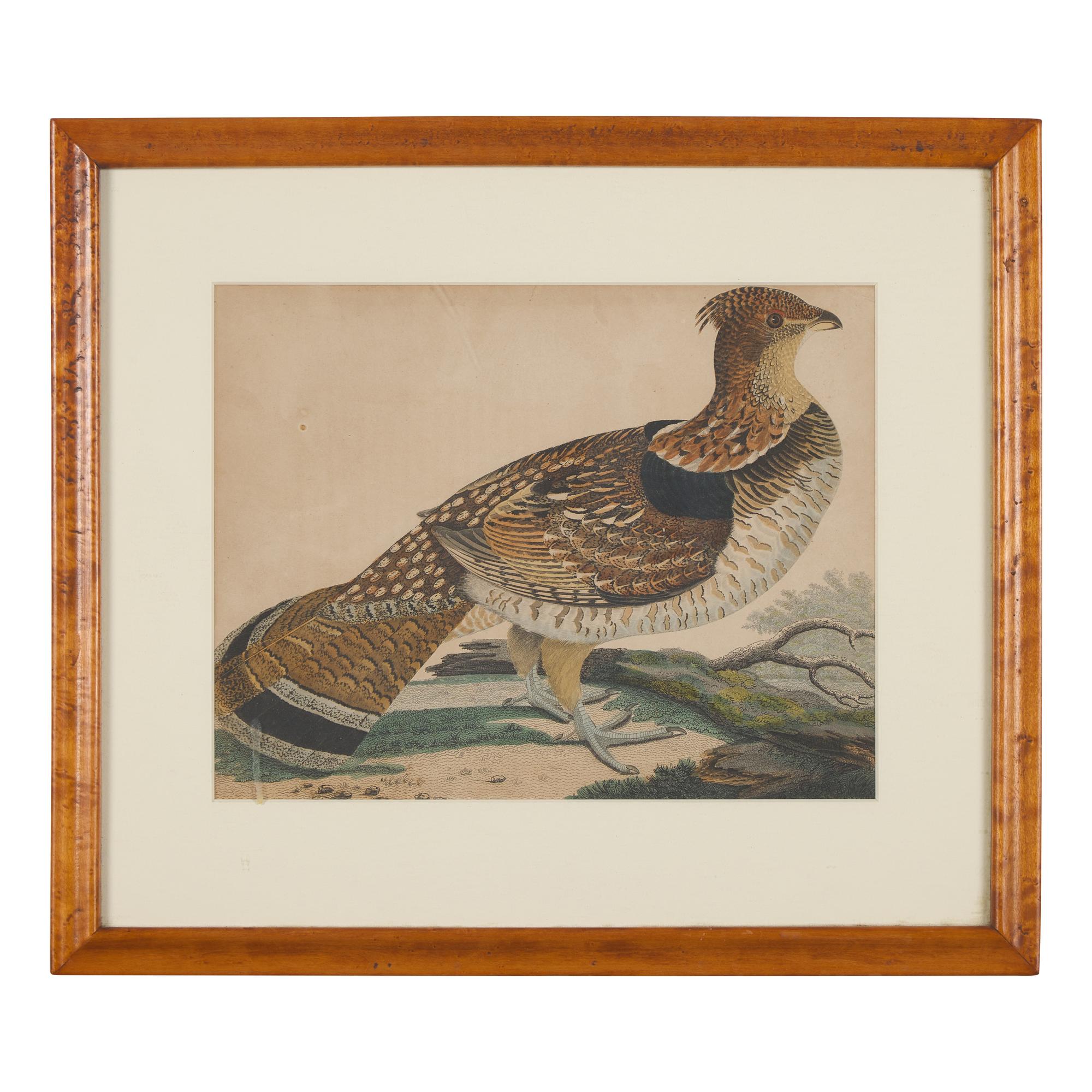 Alexander Lawson (1773-1846) and John G. Warnicke (died 1818), After Alexander Wilson (1766-1813), A Set of Sixteen Hand-Colored Engravings of Various Birds