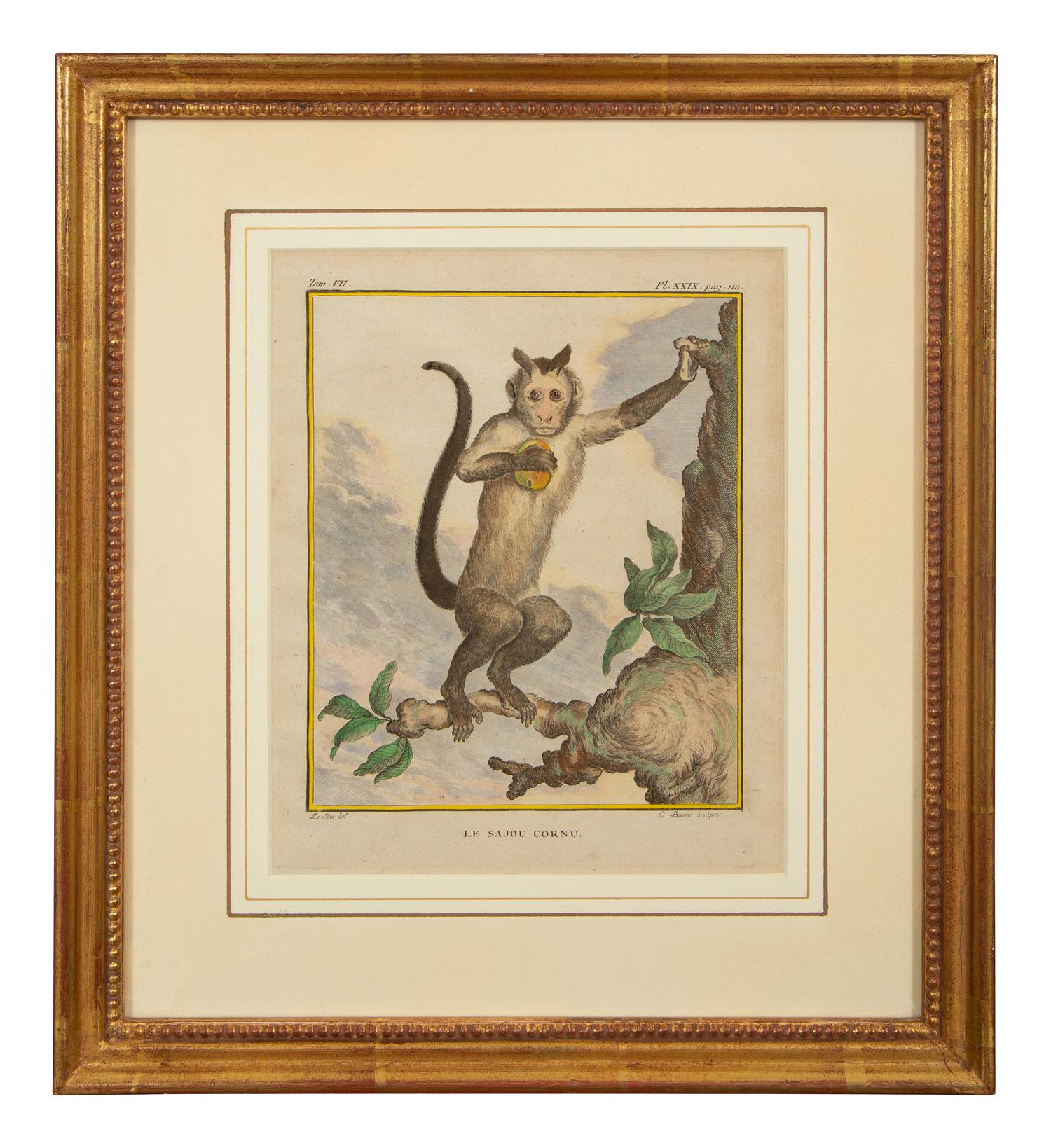 Four Framed Copper Plate Engravings from Le Comte de Buffon, Quadrupeds from Histoire Naturelle