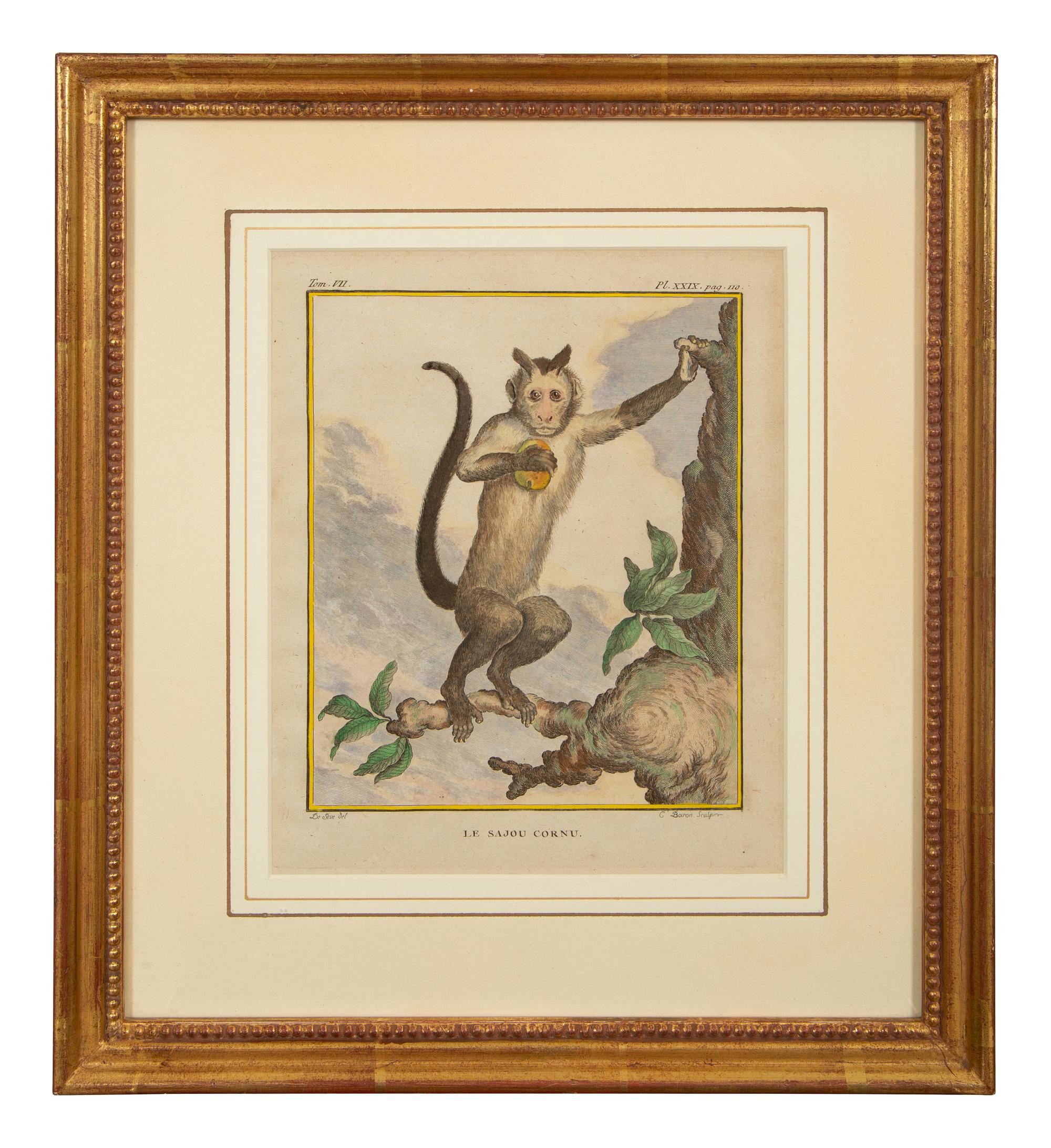 Four Framed Copper Plate Engravings from Le Comte de Buffon, Quadrupeds from Histoire Naturelle