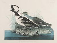 AUDUBON, John James (1785-1851).
