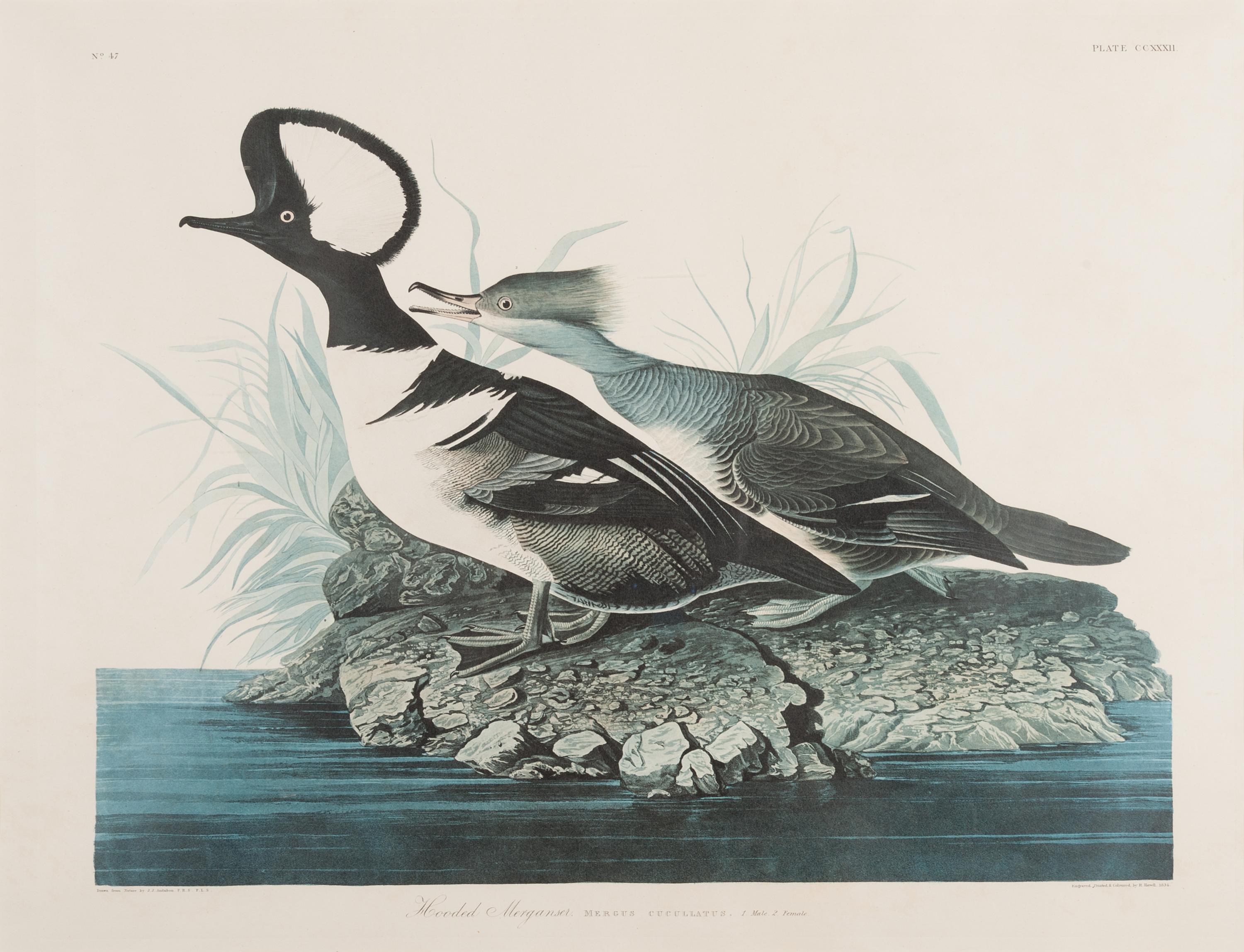 AUDUBON, John James (1785-1851).