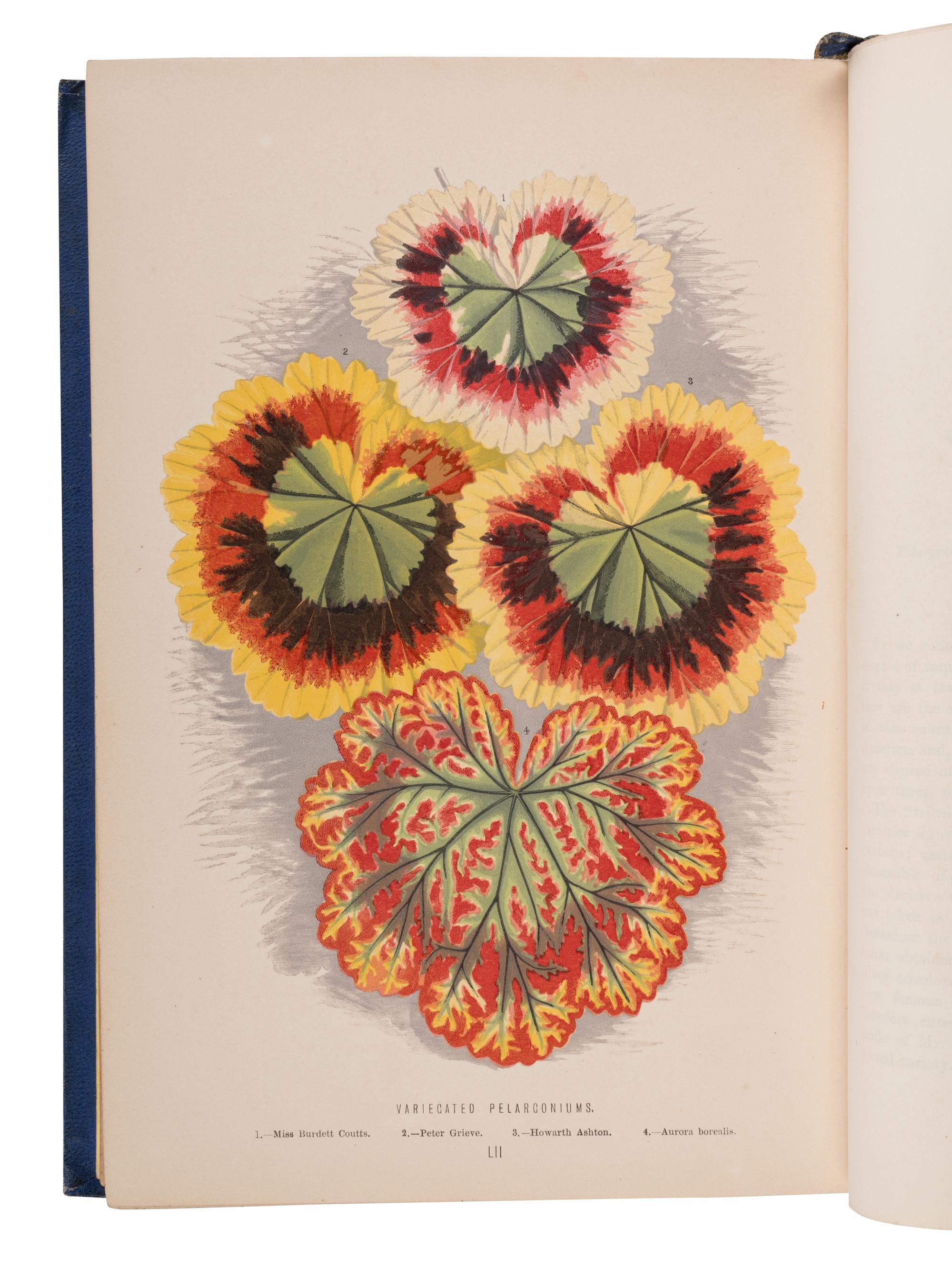 [NATURAL HISTORY]. HIBBERD, James Shirley (1825-1890). New and Rare Beautiful-Leaved Plants. London: Bell and Daldy, 1870