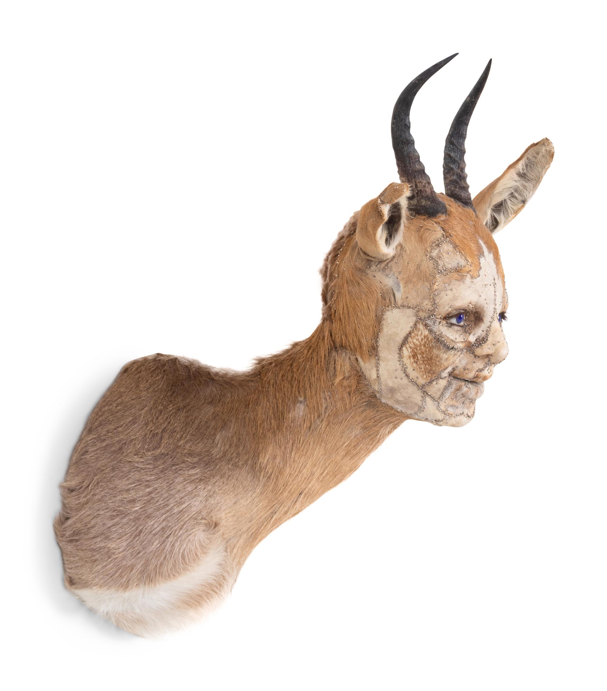 Untitled (Gazelle)